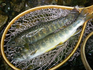  28cm